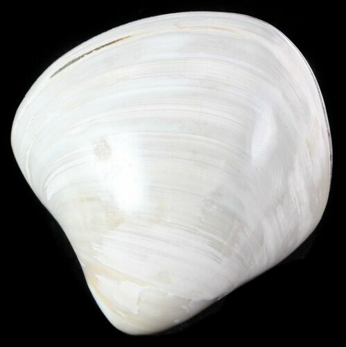 Polished Fossil Astarte Clam - Cretaceous #45809